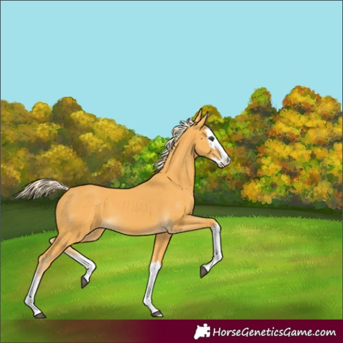 Horse Color:Palomino Splash 