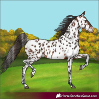 Horse Color:Brown Appaloosa 