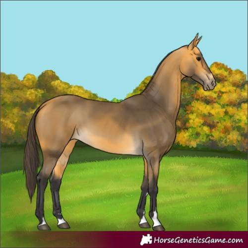 Horse Color:Buckskin 