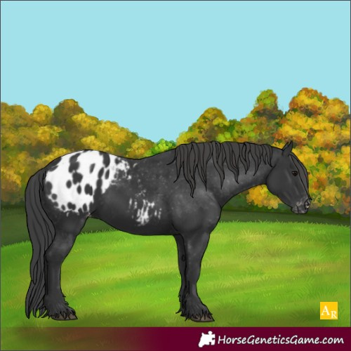 Horse Color:Unknown 