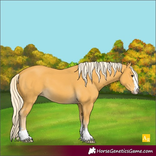 Horse Color:Unknown