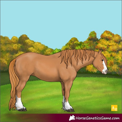 Horse Color:Unknown 