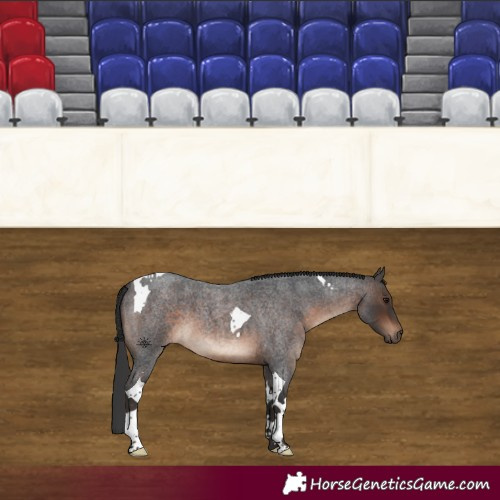 Horse Color:Brown Roan Tobiano