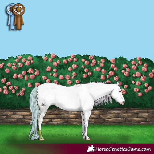 Horse Color:Watercolor Liver Red Roan Appaloosa 