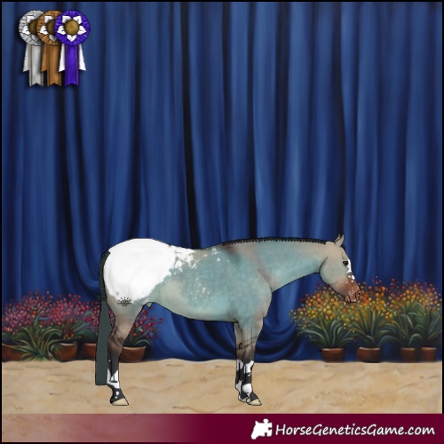 Horse Color:Brown Dun Appaloosa 