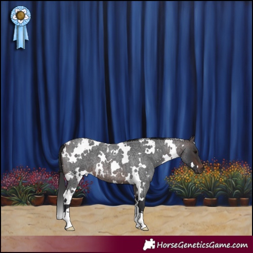 Horse Color:White Spotted Brown Roan