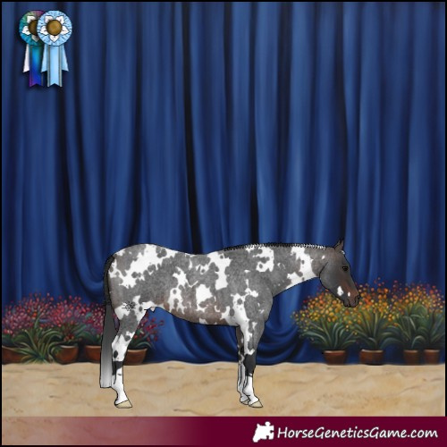 Horse Color:White Spotted Brown Roan 