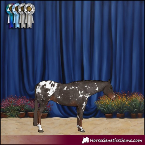 Horse Color:White Spotted Liver Chestnut Appaloosa 