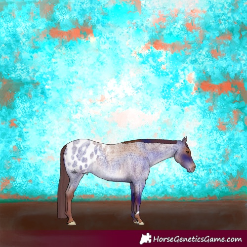 Horse Color:Red Roan Appaloosa 