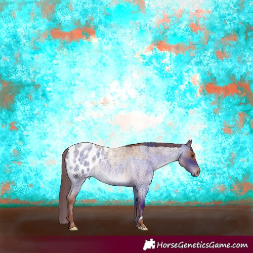Horse Color:Red Roan Appaloosa 