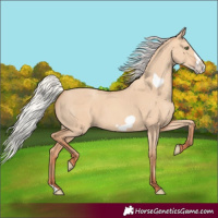 Horse Color:Silver Amber Champagne Dun Frame