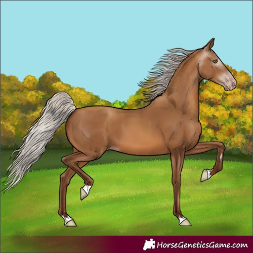Horse Color:Gray Silver Amber Champagne 