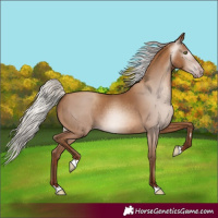 Horse Color:Gray Silver Amber Champagne 