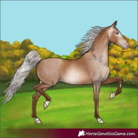 Horse Color:Gray Silver Amber Champagne 