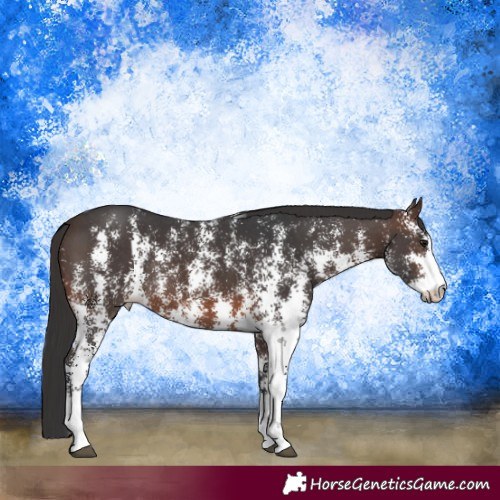 Horse Color:Brown Sabino Rabicano 