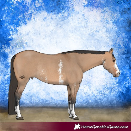 Horse Color:Bay Dun Sabino Rabicano 