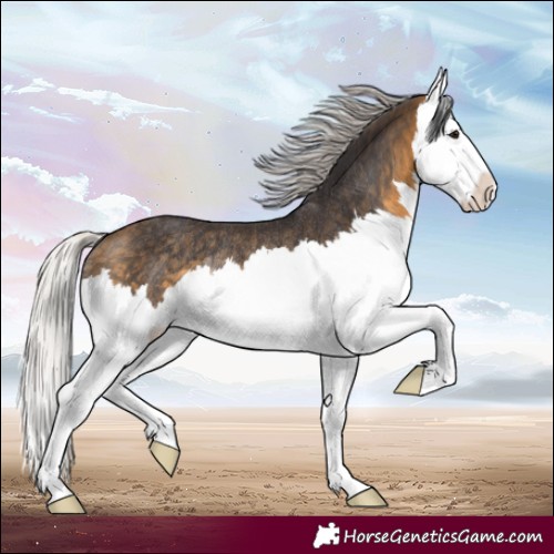 Horse Color:Silver Buckskin Splash Rabicano 