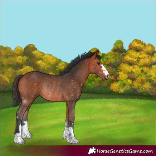 Horse Color:Bay Rabicano