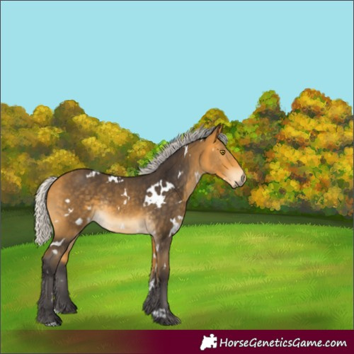 Horse Color:White Spotted Silver Buckskin Rabicano