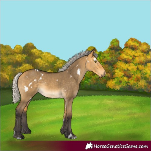 Horse Color:White Spotted Silver Buckskin Dun Rabicano