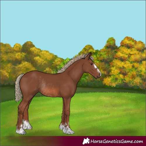 Horse Color:Chestnut Rabicano 