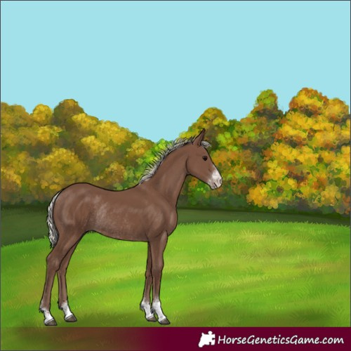 Horse Color:Silver Black Sabino Rabicano 