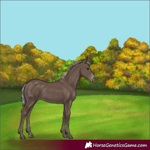 Horse Color:Silver Black Varnish 