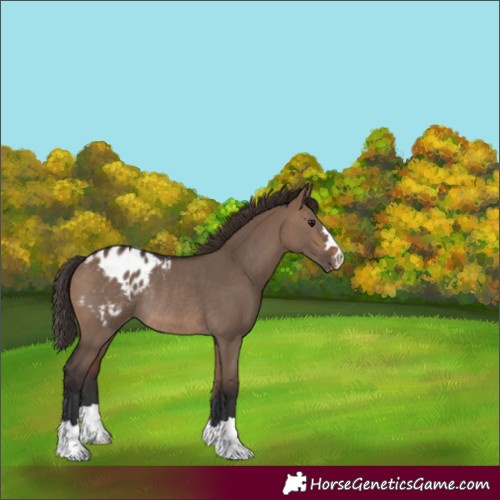 Horse Color:Brown Dun Varnish Rabicano 