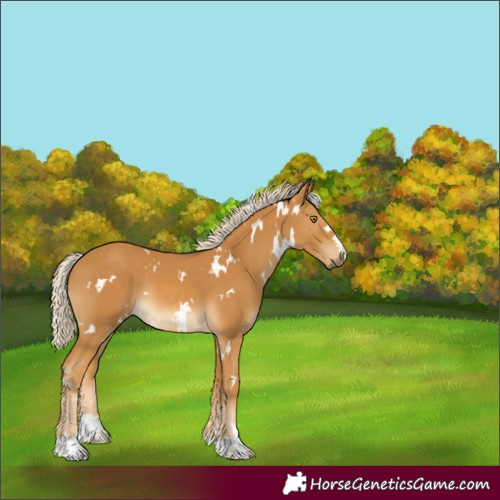 Horse Color:White Spotted Palomino Rabicano