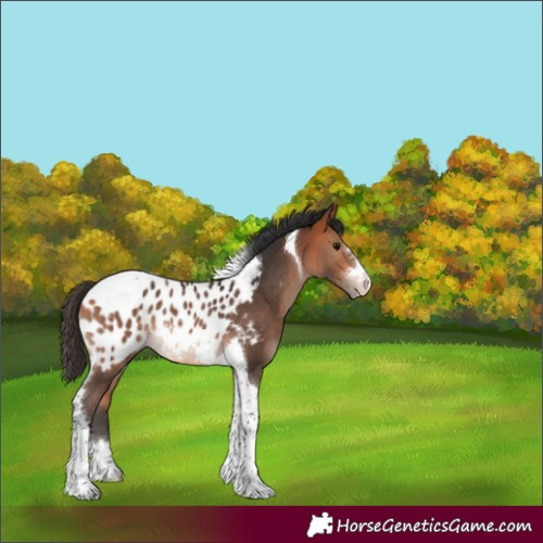 Horse Color:Bay Tobiano Blanket Rabicano 