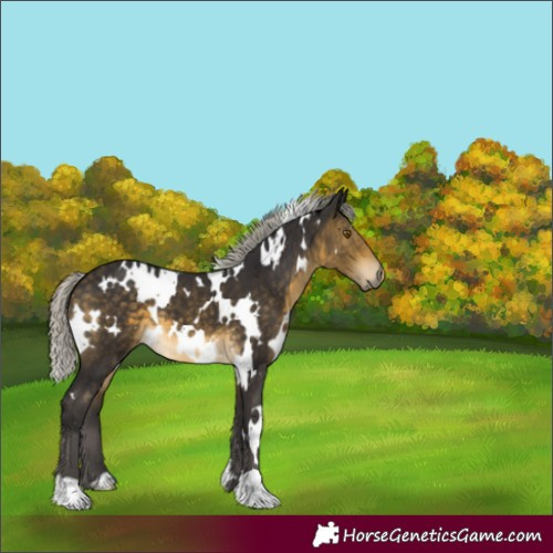 Horse Color:White Spotted Silver Buckskin 