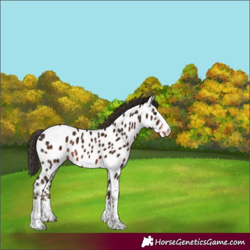 Horse Color:Liver Chestnut Near Leopard Rabicano