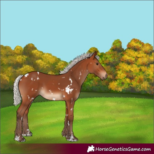 Horse Color:White Spotted Silver Bay