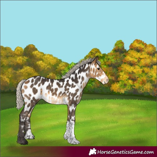 Horse Color:Silver Buckskin Tobiano Near Leopard Rabicano 