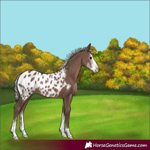 Horse Color:Silver Black Sabino Blanket
