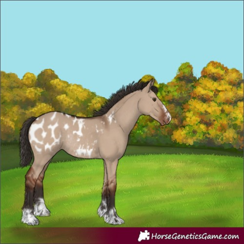 Horse Color:Liver Red Dun Blanket Rabicano