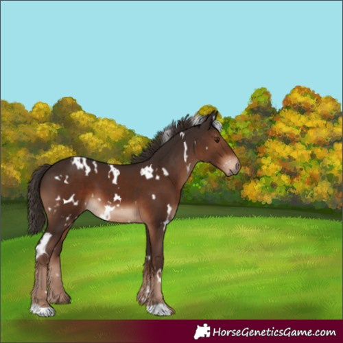 Horse Color:White Spotted Liver Chestnut 
