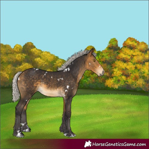 Horse Color:White Spotted Silver Buckskin Rabicano
