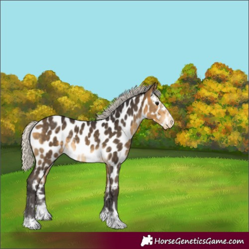 Horse Color:Silver Buckskin Appaloosa Rabicano 