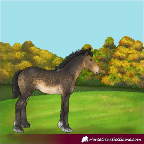 Horse Color:Buckskin Tobiano Rabicano