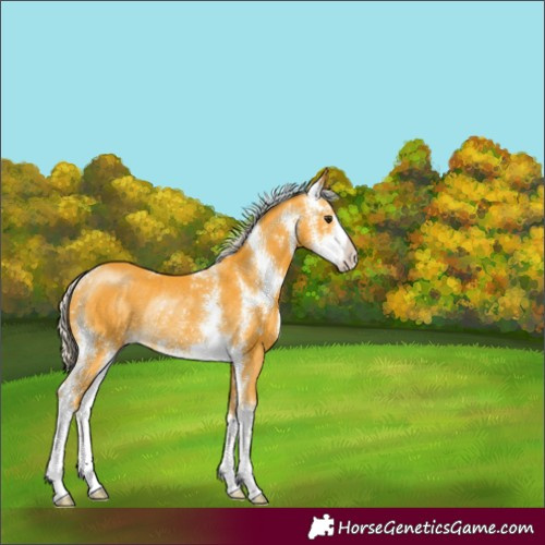 Horse Color:Silver Buckskin Sabino Rabicano 