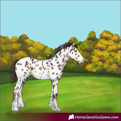 Horse Color:Liver Chestnut Near Leopard Rabicano