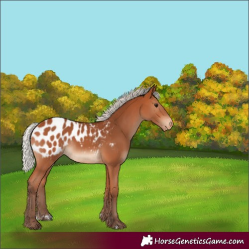 Horse Color:Silver Bay Appaloosa