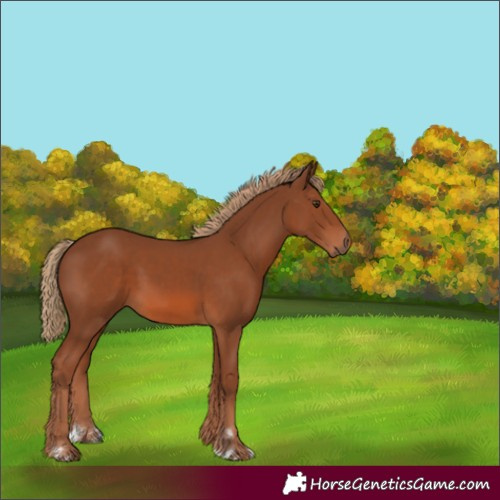 Horse Color:Chestnut Rabicano