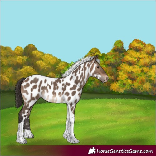 Horse Color:Brown Dun Tobiano Near Leopard Rabicano 