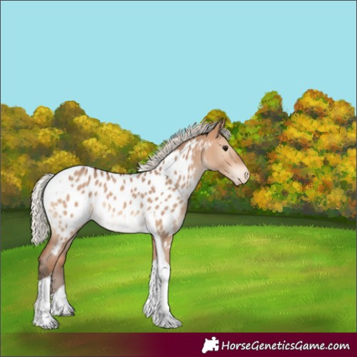 Horse Color:Silver Bay Dun Tobiano Blanket