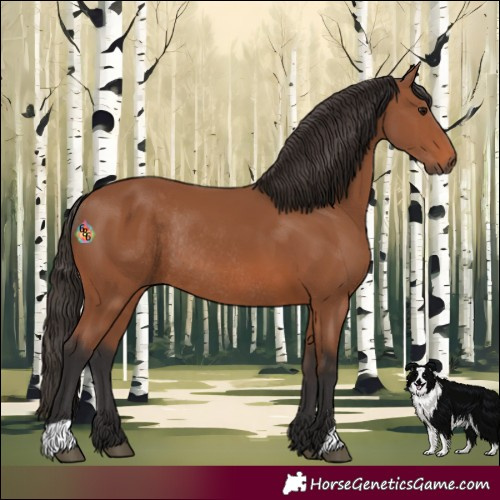 Horse Color:Bay Rabicano