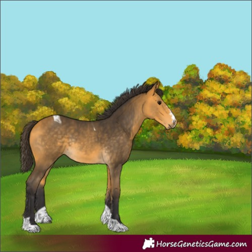 Horse Color:Buckskin Tobiano Rabicano