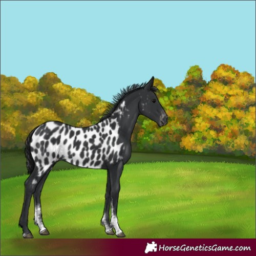 Horse Color:Black Sabino Near Leopard Rabicano 