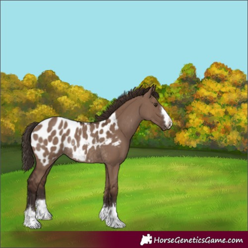 Horse Color:Liver Red Dun Blanket Rabicano